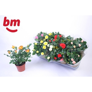 Rosa Beau Monde gemengd