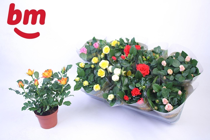 <h4>Rosa Beau Monde gemengd</h4>