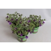 Calibrachoa Double Blue