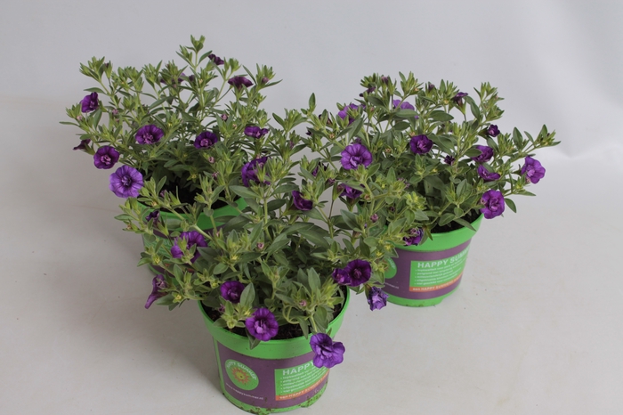 Calibrachoa Double Blue