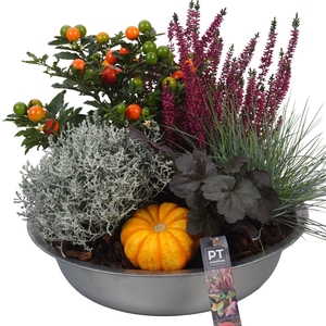 Arr.   Tuinplanten H%
