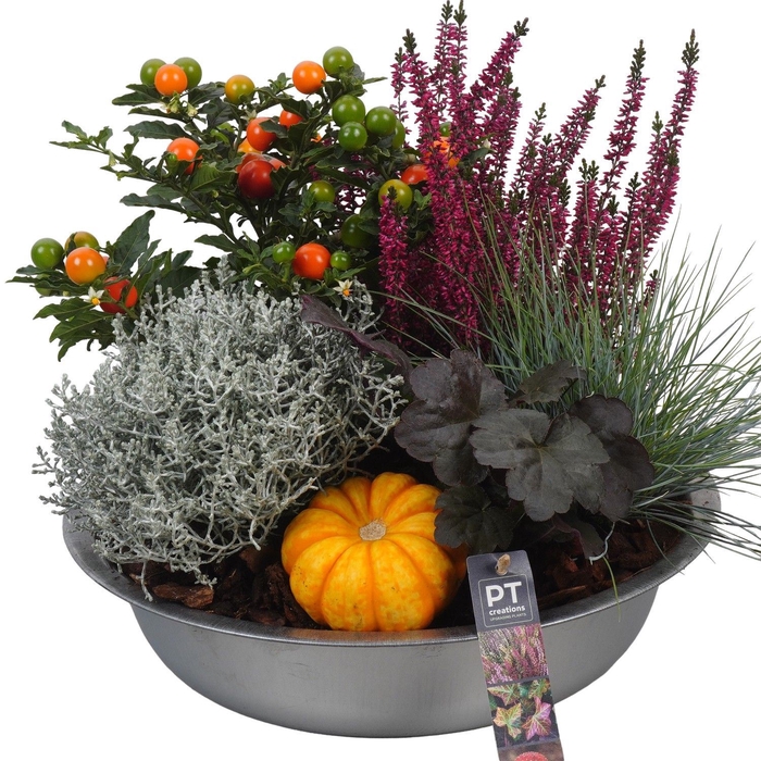 <h4>Arr.   Tuinplanten H%</h4>