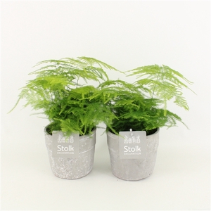 Asparagus in Stone Look pot