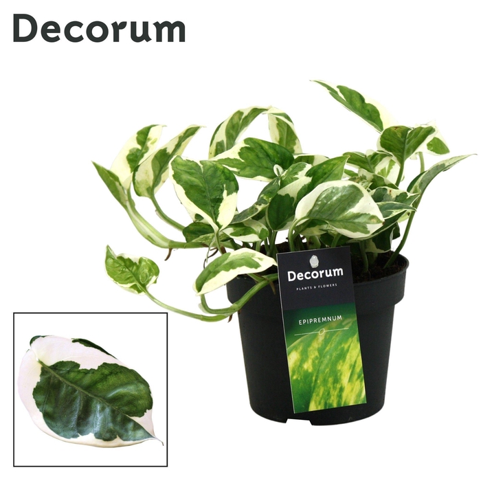 <h4>Scindapsus (Epipremnum) N'joy DECORUM</h4>