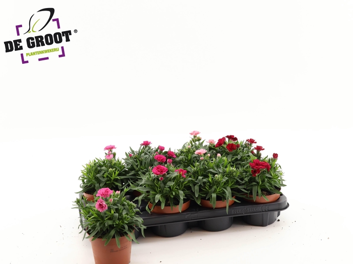 <h4>DIAN OSC GEM</h4>