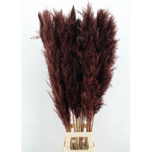 DF Pampas 130cm Brown