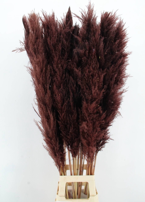 <h4>DF Pampas 130cm Brown</h4>