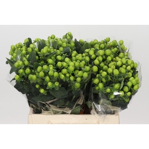 Hypericum Lucky Romance