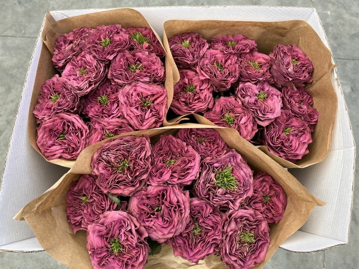 <h4>Rosa gr Purple Delight</h4>