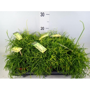 Rhipsalis baccifera 'Oasis'