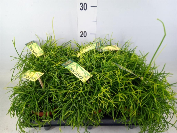 <h4>Rhipsalis baccifera 'Oasis'</h4>