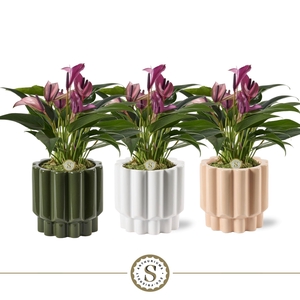 Monza Keramiek Zizou