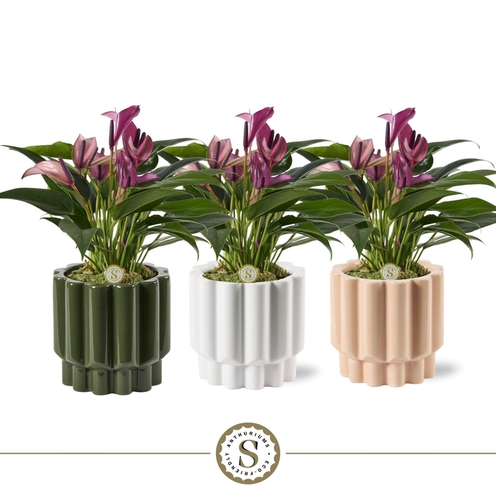 <h4>Monza Keramiek Zizou</h4>