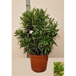 NERI OLEANDER