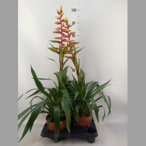 Guzmania  'Rebel'