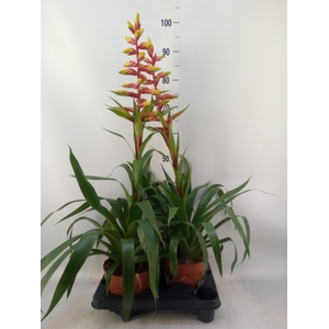 Guzmania  'Rebel'