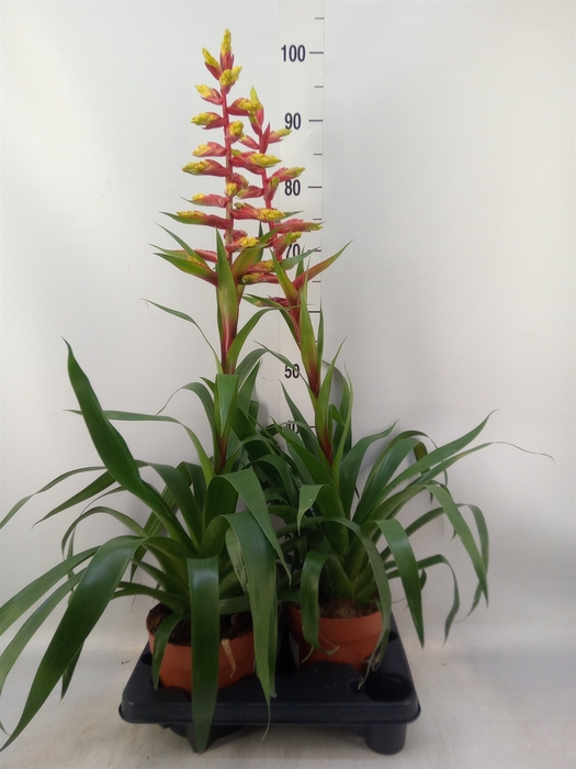 <h4>Guzmania  'Rebel'</h4>