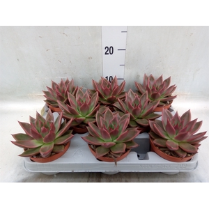 Echeveria   ...