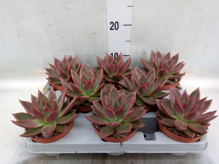 <h4>Echeveria   ...</h4>