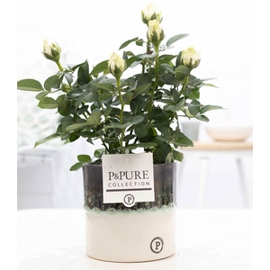 Rosa white in P&PURE Illusion cer. (perfectly imperfectable)