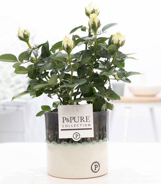 <h4>Rosa white in P&PURE Illusion cer. (perfectly imperfectable)</h4>