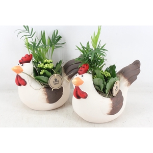 arr2 PL - Keramiek kip x5 mix