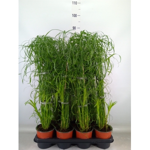 Cyperus alternifolius