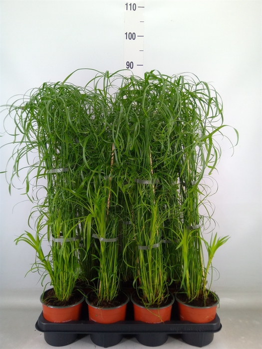 <h4>Cyperus alternifolius</h4>