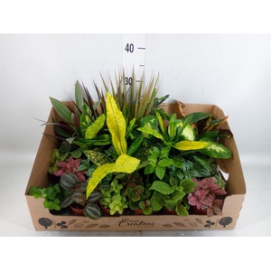 Planten Groen ...mix 24