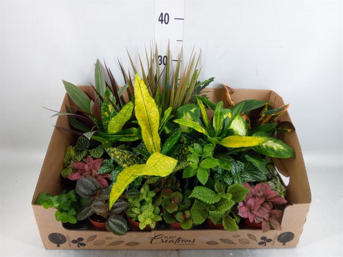<h4>Planten Groen   ...mix 24</h4>