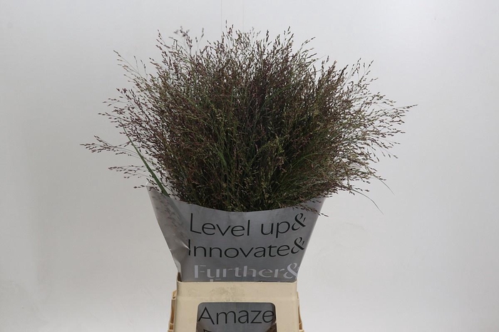 <h4>PANIC VI WARRIOR</h4>