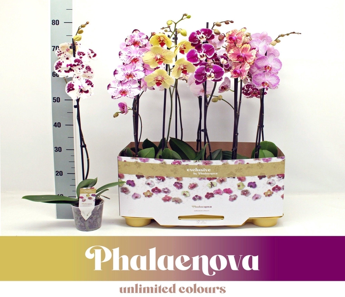 <h4>Gemengd 1-tak 80CM Taiwan (RIJP)</h4>