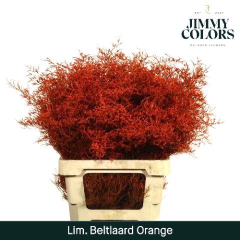 <h4>Lim Bel L70 Orange</h4>
