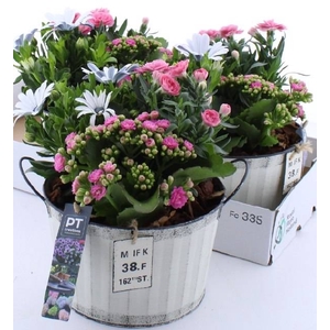 ARR TUINPLANTEN