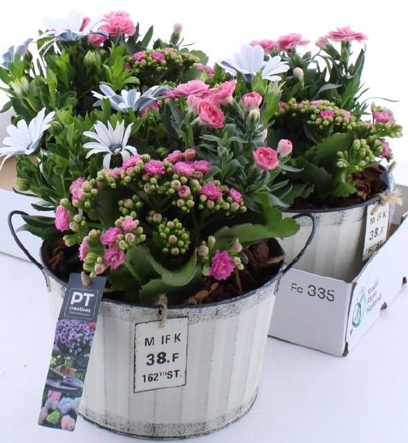 <h4>ARR TUINPLANTEN</h4>