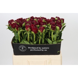 Paeonia Old Faithful
