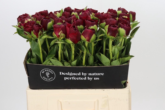 Paeonia Old Faithful