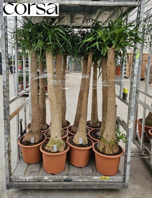 <h4>BEAUCARNEA RECUR</h4>