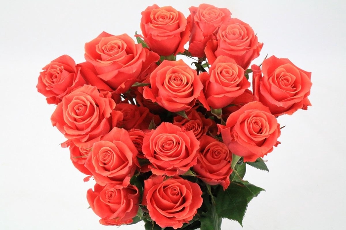 <h4>Rosa Ec Cayenne</h4>