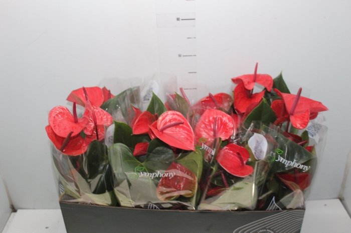 <h4>ANTHURIUM CASANOVA P15 VERMELHO PREMIUM</h4>