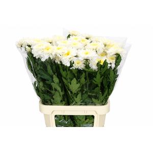 Chrysanthemum Gp Rossano White