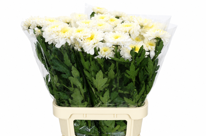 <h4>Chrysanthemum Gp Rossano White</h4>