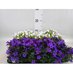 Campanula   ...