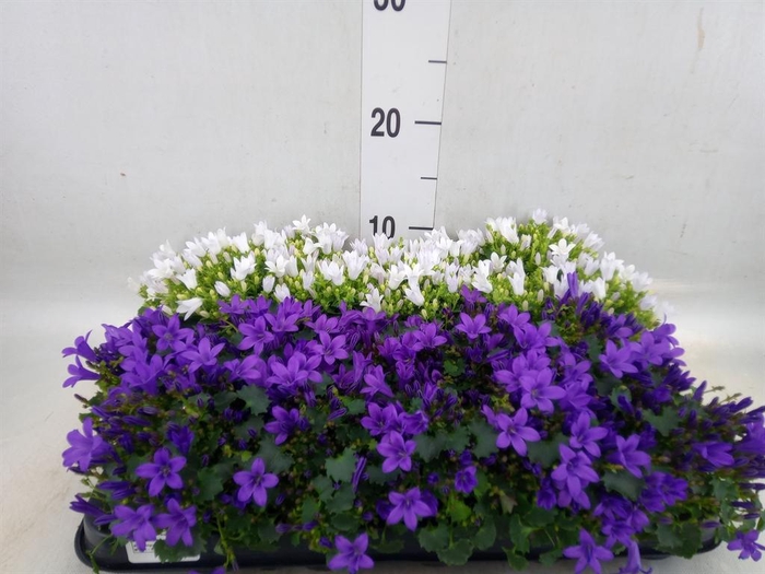 <h4>Campanula   ...</h4>