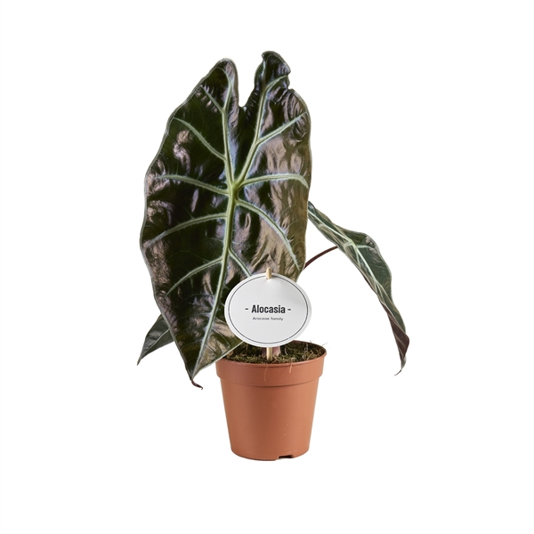 <h4>Alocasia Suhirmaniana Red Petiole</h4>