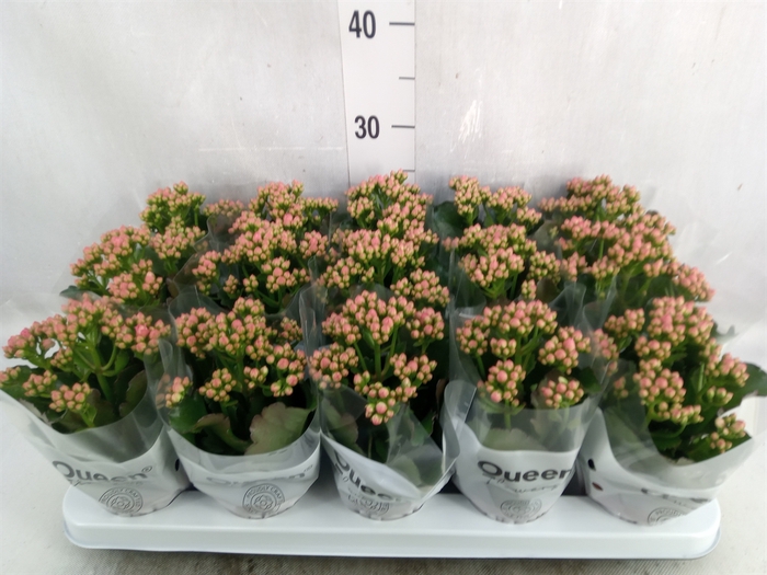 Kalanchoe  'RoseFlow Audrey'