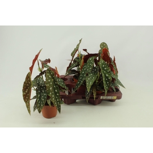 Begonia Maculata 12cm Nederlands etiket