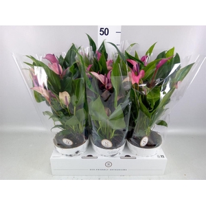 Anthurium  'Zizou'