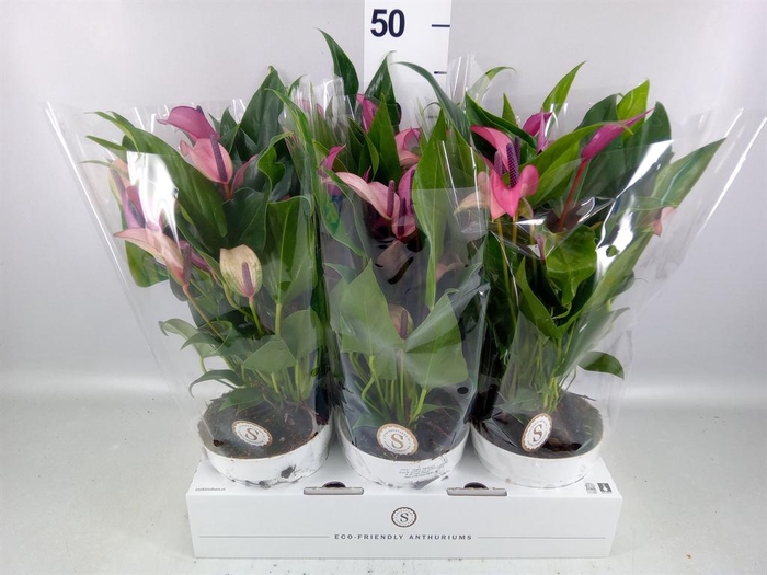 <h4>Anthurium  'Zizou'</h4>