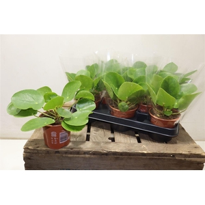 arr8 Pilea Peperomioides